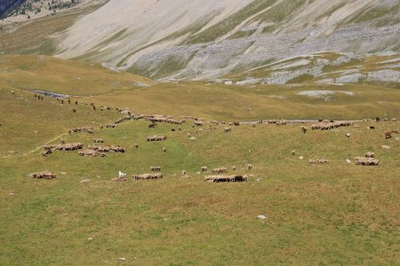 Troupeau de mouton sous le sentier