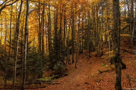 En forêt