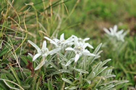 Edelweiss