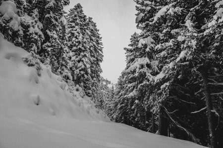 Dans la forêt au-dessus de Montbéranger !