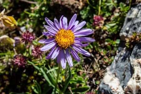 Asters des Alpes...