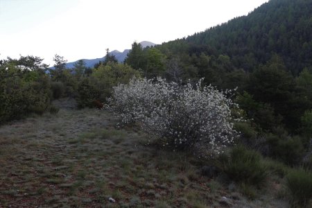 Du col de l’Escuichière, on va remonter la ligne de crête boisée qui s’élève sur la droite.