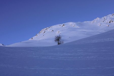 Arbre solitaire dans le Vallon des Inversins