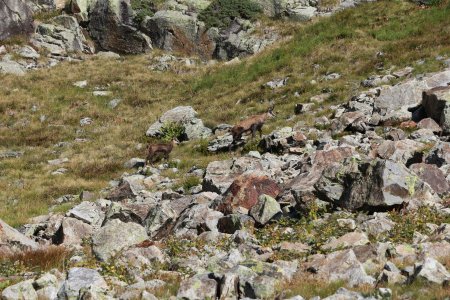 La belle rencontre avec des chamois.