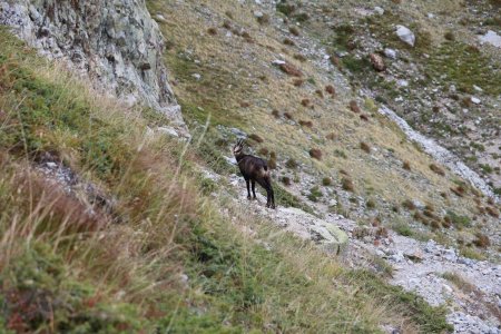 Chamois sur le sentier.