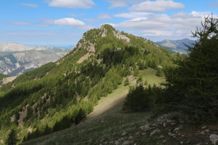 Dernière ligne droite vers le Laupon. J’ai couper sur la droite pour récupérer la pente de profil (à droite).