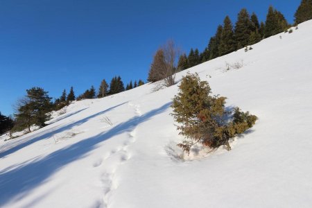 En sortant des bois, avec la neige en plus.