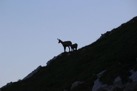 Chamois en ombres chinoises