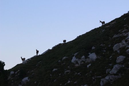 Chamois en ombres chinoises