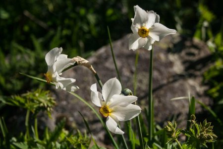 Narcisses des poètes