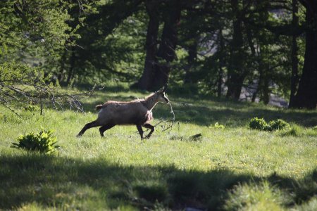 Maman Chamois