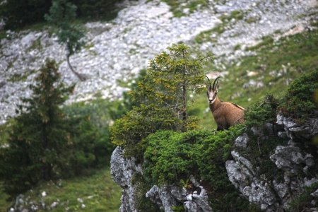 Chamois dans les pentes ouest