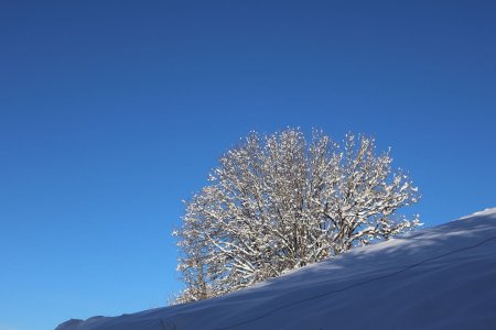Un arbre et ciel bleu