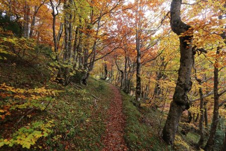 Magnifique bois de hêtres entre le col de la Croix et le Beau Serret.