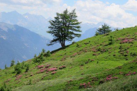 Mélèze et rhododendrons