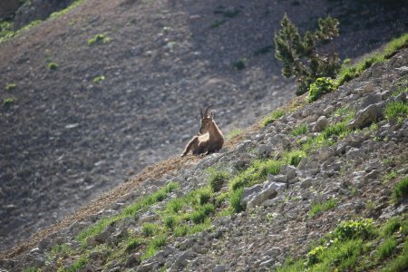 Dans le Pas des Bachassons, un premier bouquetin se repose