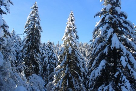 Dans la forêt