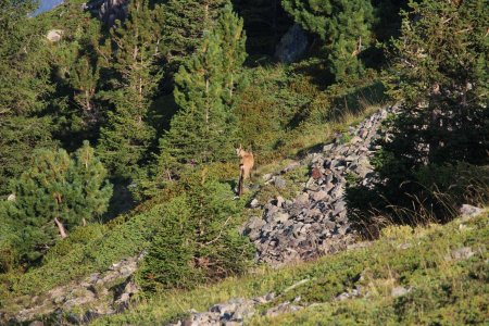 Chamois dans la combe