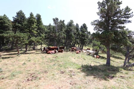 Vaches au col du Vallon de l’Aup.