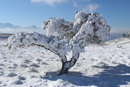 Arbre figé