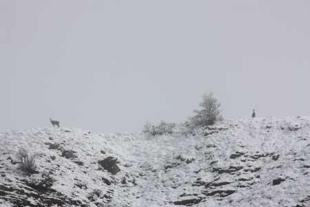 Chamois dans la brume