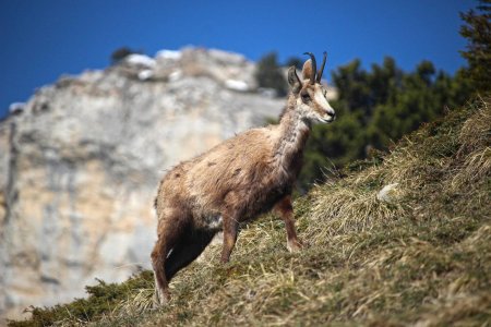 Chamois