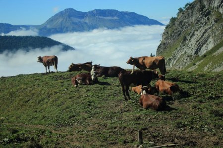 Les vaches profite de la vue 