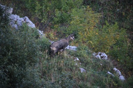 Un premier chamois