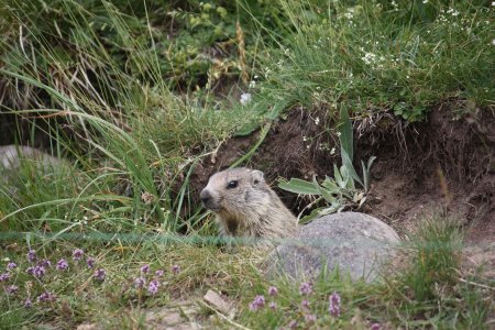 Dernier marmotton d’une magnifique journée