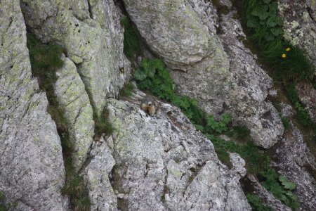 Marmottes des rochers