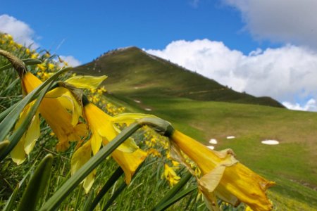 Jonquilles sous le sommet