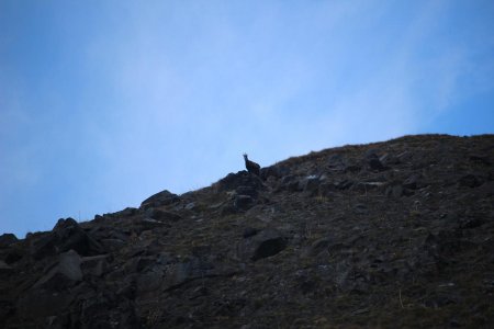 Chamois dans le secteur de l’Aiguille