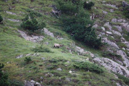 Chamois du matin