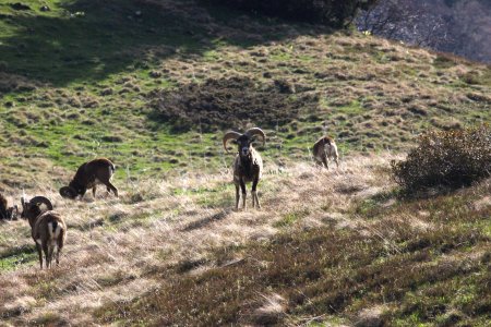 Mouflons dans la prairie