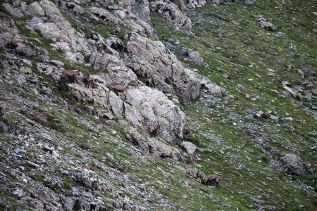 Bouquetins sous le Col de l’Aigleton