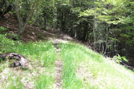 Le sentier en haut du Pré la Selle. On reviendra par celui-ci.