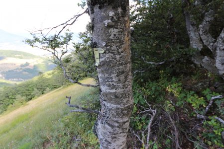 Reste du vieux balisage dans le versant nord de Toussièrette.