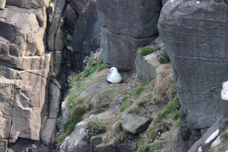 Goéland dans les falaises