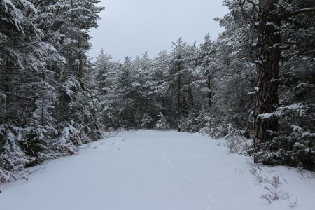 Retour par un autre chemin vierge de traces humaines...