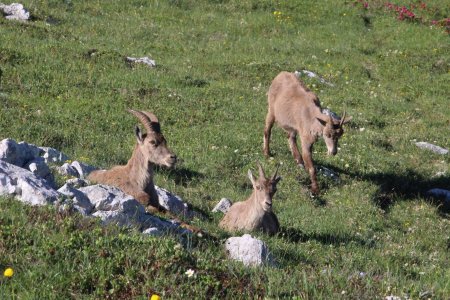 Bouquetins aux abords du sentier