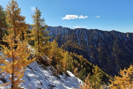 Mélèzes au top.