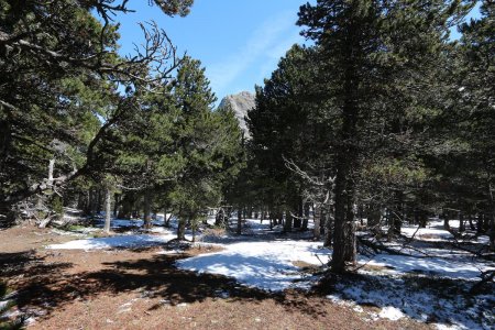 Pinède à proximité de Petit Chamousset.