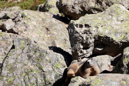 Nos copines les Marmottes.