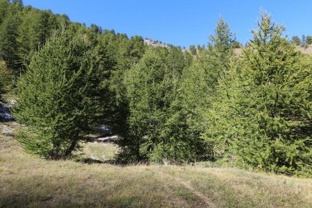 Mélèzes dans le vallon des Vaches.