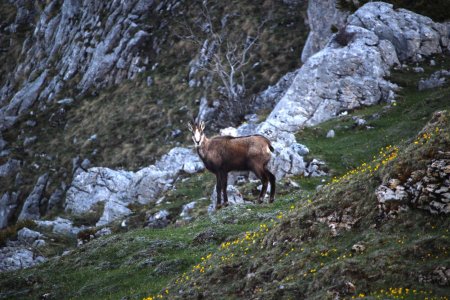 Chamois dans la fraîcheur matinale