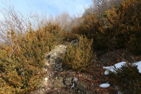 Sentier entre les buis et les chênes.