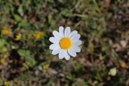 Marguerite.