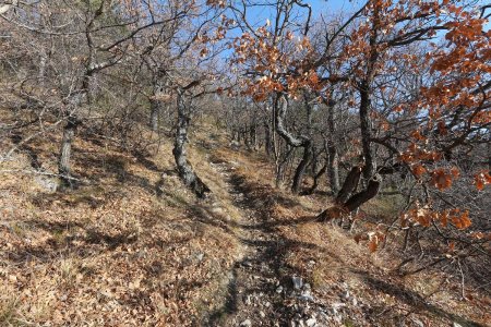 Sentier dans la belle chênaie.