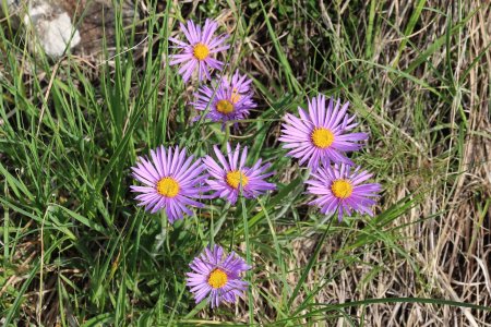 Asters.