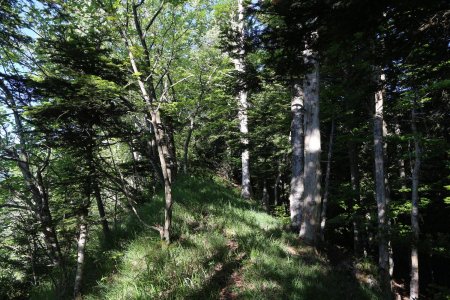 Sur la crête du Petit Bois.